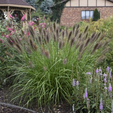 Fountain Grass -  Pennisetum