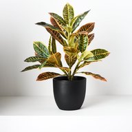 Croton - Codiaeum Variegatum