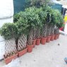 Ficus Bonsai Plants - Available in Different Styles & Sizes