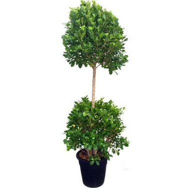 Ficus Multi Head Topery-Ficus carica L.