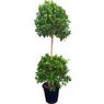 Ficus Multi Head Topery-Ficus carica L.