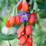 Goji bair - Chinese wolfberry -  Lycium barbarum