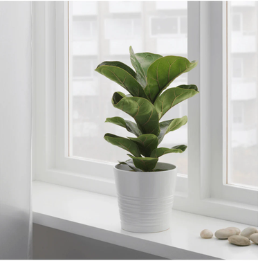 Fiddle Leaf Fig - Laurel Fig - Laurel Rubber - Indian Laurel - Curtain Fig