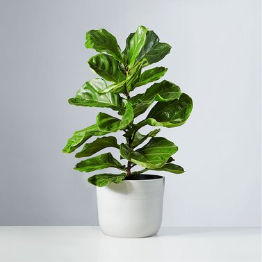 Fiddle Leaf Fig - Laurel Fig - Laurel Rubber - Indian Laurel - Curtain Fig