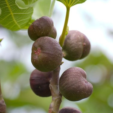 Fig - Injeer - Inzer, Hanjeer - Ficus Carica