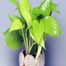 Green Money Plant - Epipremnum Aureum - Fortunate Plant