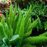 Foxtail Fern - Asparagus Fern