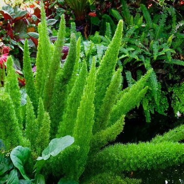 Foxtail Fern - Asparagus Fern