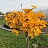 Ginkgo Biloba - Maidenhair Tree