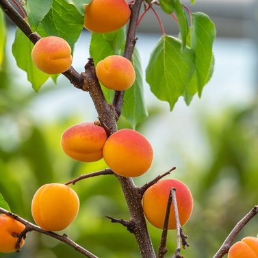 Apricot - Khubani -  Prunus Dulcis