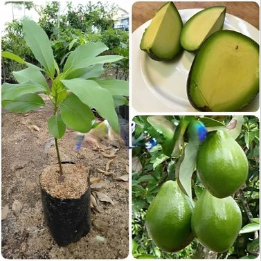 Avocado - Magar Nashpati - Makhanphal - Persea americana