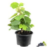 Grape Plant - Green Grape Vines - Sundar Khani Grapes