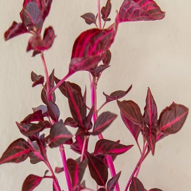 Iresine-Herbstii Purple Lady-Blood Leaf-Vine