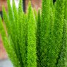 Foxtail Fern - Asparagus Fern