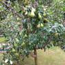 Pear - Nashpati - Pyrus Communis