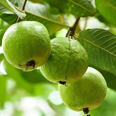 Guava - Amrood - Psidium Guajava - Dwarf Guava Plants