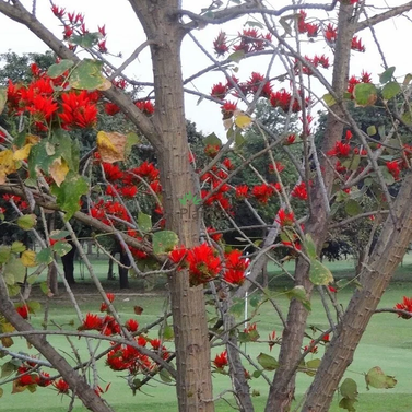 Gul-E-Nishtar - Erythrina Suberosa