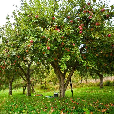 Apple - Saib - Amri Delicious Apples - Malus Domestica