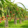 Dragon fruit - Selenicereus undatus