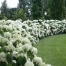 Hydrangea Macrophylla - Hortensia - Hydrangea White Flower