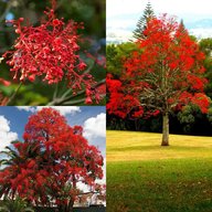 Brachychiton Acerifolius Illawara 'Flame Tree'