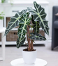 Alocasia Hybrid (Imported) - Elephant Ear Plant