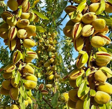 Pistachio - Pistacia vera