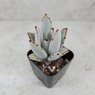 Panda Plant - Kalanchoe Tomentosa - Succulent - Live Plant