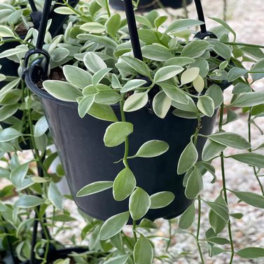 Dischidia Nummularia Variegated - String of Nickels - Ant Plant Variegated