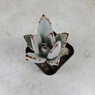 Panda Plant - Kalanchoe Tomentosa - Succulent - Live Plant