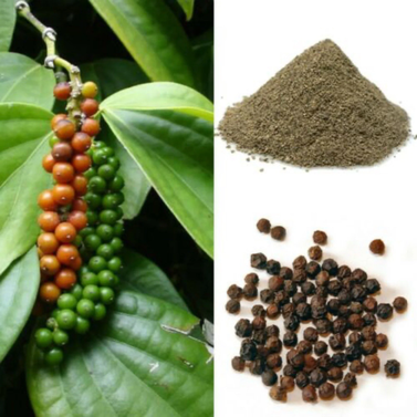 Black Pepper Vine - Piper Nigrum -  Kali Mirch - Peppercorn  -  Pepper