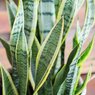 Snake Plant Variegated - Snake Plant - Goldband Sansevieria - Dracaena Trifasciata