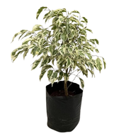 Ficus Startlight