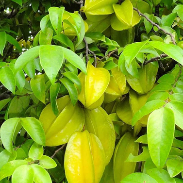 Starfruit - Kamrak - kamranga - Chinese Gooseberry