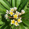 Plumeria – Frangipani – Gul Cheen