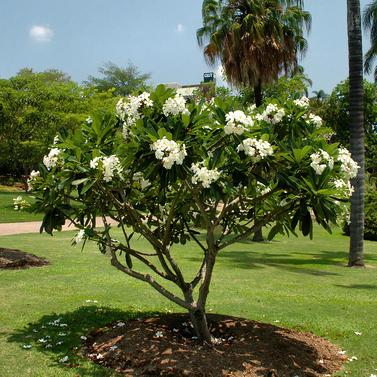 Plumeria – Frangipani – Gul Cheen