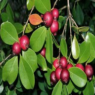 Red Strawberry Guava-Red Apple Guava-Psidium Guajava