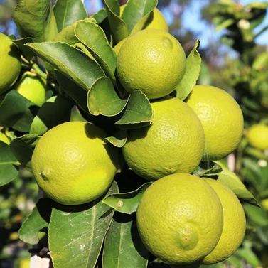 Persian fruit- Citrus × Latifolia