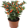 Jerusalem Cherry-Marvi-Christmas Cherry