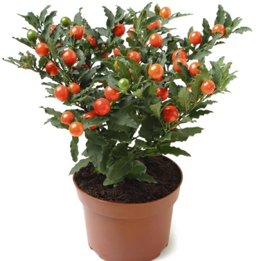 Jerusalem Cherry-Marvi-Christmas Cherry