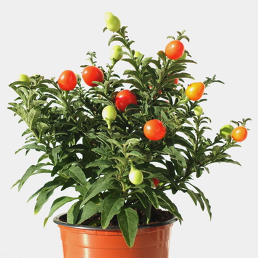 Jerusalem Cherry-Marvi-Christmas Cherry