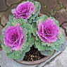 Flowering Cabbage