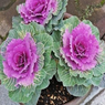 Flowering Cabbage