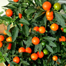 Jerusalem Cherry-Marvi-Christmas Cherry