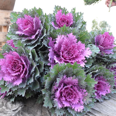 Flowering Cabbage