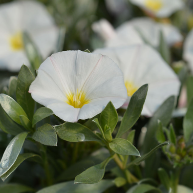 Silver Bush-Convolvulus cneorum