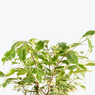 White fiscus, Benjamin Tree, Benjamin's Fig, Small-Leaved Fig,