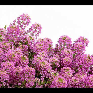 Lobularia Maritima-Sweet Alyssum