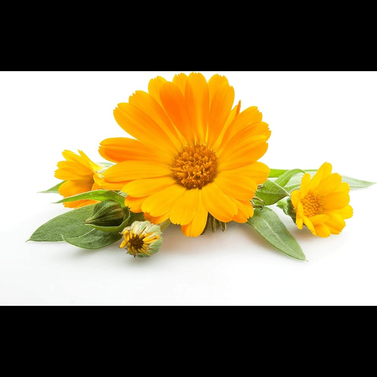 Calendula -Calendula officinalis