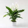 Spathiphyllum Wallisii, Peace Lily, Spathe Flower, White Sails